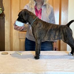 Linc - Brindle male Boxer puppy in Green Bay, Wisconsin from Nancy's Boxers