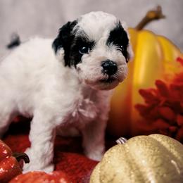 Vanilla Bean - Parti female Poodle puppy in Newborn, Georgia from Majestail Companions Co