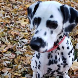 Dalmatians and Siberian Huskies from hnbhuskies