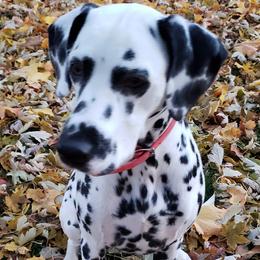 Dalmatians and Siberian Huskies from hnbhuskies
