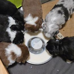 Australian Shepherd and Miniature Australian Shepherd Puppies from Cara Harker