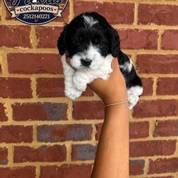 Bella - Black and white female Cockapoo puppy in Mobile, Alabama from Ace of Spades Yorkies