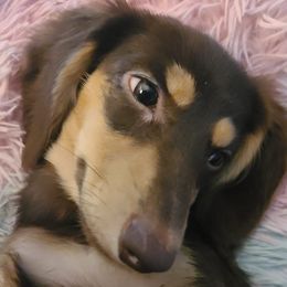 Dachshunds from Chauncey's Creekside Dachshunds