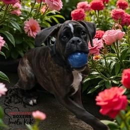 Imola - Boxer