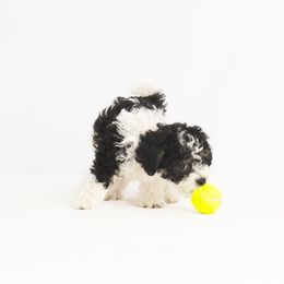 Companion Cross Puppies from CocoPuff Breeders