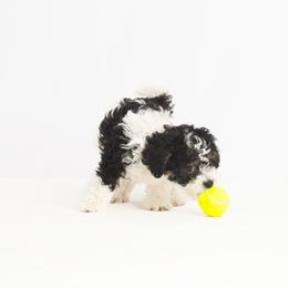 Companion Cross Puppies from CocoPuff Breeders