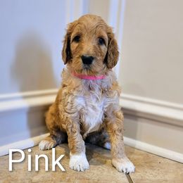 Pink collar - Apricot female Goldendoodle puppy in Lumberton, Texas from SETX Doodle Den LLC