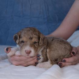 Pepper Potts - Red merle female Aussiedoodle puppy in Springfield, Missouri from Aspen River Doodles