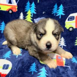 AKC Kona - Gray and white male Siberian Husky puppy in Centreville, Maryland from Huskies By the Bay