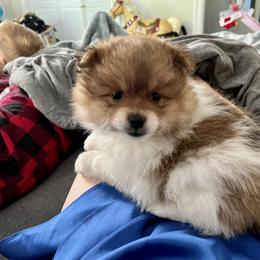 Pomeranian and Shih Tzu Puppies from Laik’s Little Shihtz & Poms