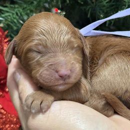 Lavendar collar female - Red  female Goldendoodle puppy in Yuciapa, California from AlltheDoodlez_