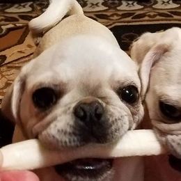 Pugs from Pugmawspugs