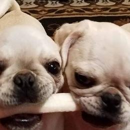 Pugs from Pugmawspugs
