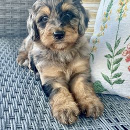 Sierra - Merle female Bernedoodle puppy in Olive Hill, Kentucky from Mountain Valley Bernedoodles