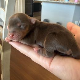 Paisley - Chocolate and tan female Yorkshire Terrier puppy in Prescott Valley, Arizona from Bragg’s Yorkies