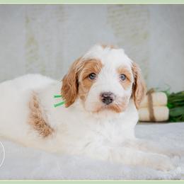 Periwinkle - Parti female Goldendoodle puppy in Connersville, Indiana from Deaz Doodle Ranch