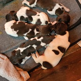 Boy 1 - Liver roan German Shorthaired Pointer puppy in Henderson, Texas from C4 Gun Dogs