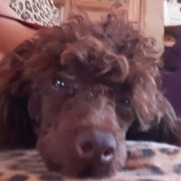 Bourbon - Poodle
