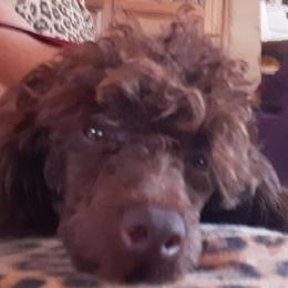 Bourbon - Poodle
