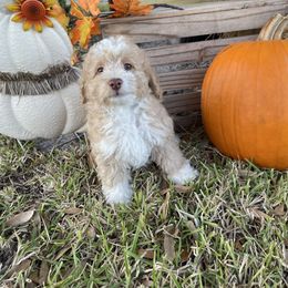 Biscuit - Yellow and white male Bernedoodle puppy in Port Saint Lucie, Florida from Eastside Paws LLC