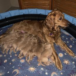 Golden Retriever puppies from Glenhaven Goldens
