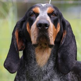 Brandy - Bluetick Coonhound