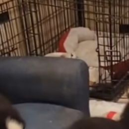 Australian Shepherd Puppies from Winsome Aussies