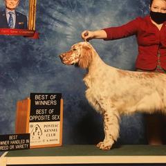 English Setters from SpottedSetter English Setters