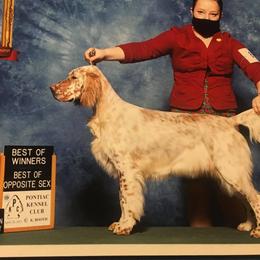 English Setters from SpottedSetter English Setters