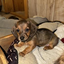 Mounds - Wild boar female Dachshund puppy in Crawford, Colorado from Spotted Doxie Ranch