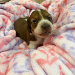 Tommy - Piebald male Dachshund puppy in Lake City, Florida from My Ditzy Doxies of Florida