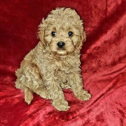 Cavapoo Puppies from Lebel Cavapoos