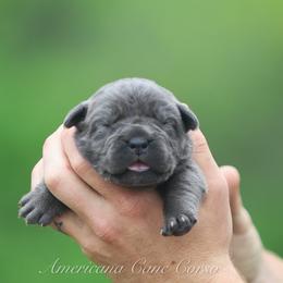 Girl 6 - Gray female Cane Corso puppy in Cable, Ohio from Americana Cane Corso