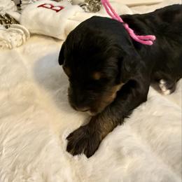 Nut Tossie - Phantom female Bernedoodle puppy in Hegins, Pennsylvania from Bubbling Springs Doodles, LLC
