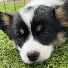 Shamrock - Black and tan female Pembroke Welsh Corgi puppy in Salisbury, Maryland from Coastal Corgis