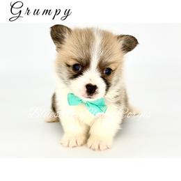 Grumpy - Red male Pembroke Welsh Corgi puppy in Powhatan, Virginia from Blues In Bloom Corgis