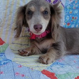 Sassy - Fawn (isabella) and cream female Dachshund puppy in Lexington, Oklahoma from Long Doggy Acres Miniature Dachshunds