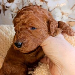 Dalmatian and Poodle Puppies from Reeves Family Standards