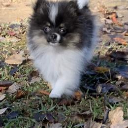 Catahoula Leopard Dog, Cocker Spaniel, Pomeranian, and Teddy Roosevelt Terrier Puppies from Rich Cat’s