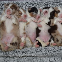 Australian Shepherd Puppies from Faith Built Ranch
