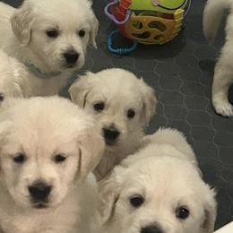 Golden Retrievers from Salt Flat English Cream Retrievers