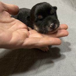 Cocoa - Black and tan female Shiba Inu puppy in Florence, Oregon from Sunbeam Shiba Inus