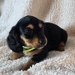 Boy 5 - Black and tan male Dachshund puppy in Burnet, Texas from Reyes Homestead Mini Dachsunds