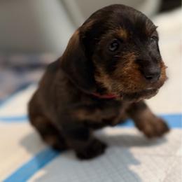 Red collar boy - Wild boar male Dachshund puppy in Kingsbury, Texas from Sudox Dachshunds