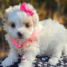 Claire - White female Maltipoo puppy in Utica, Ohio from Poodle Me Crazy