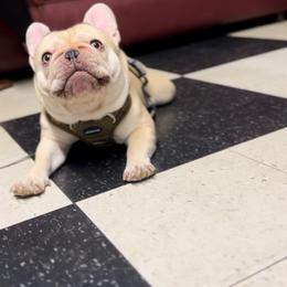 Maverick - French Bulldog