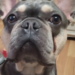 French Bulldogs from My Beloved Frenchies