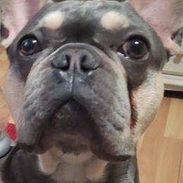 French Bulldogs from My Beloved Frenchies