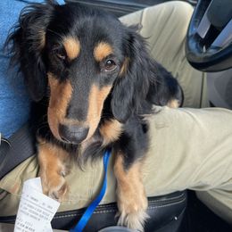 Dachshunds from The Dapper Dachshund