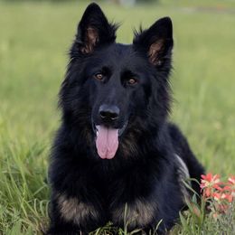 Beeja - German Shepherd